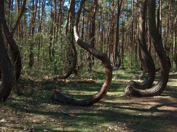 "Кривой лес" с кривыми деревьями (Польша)