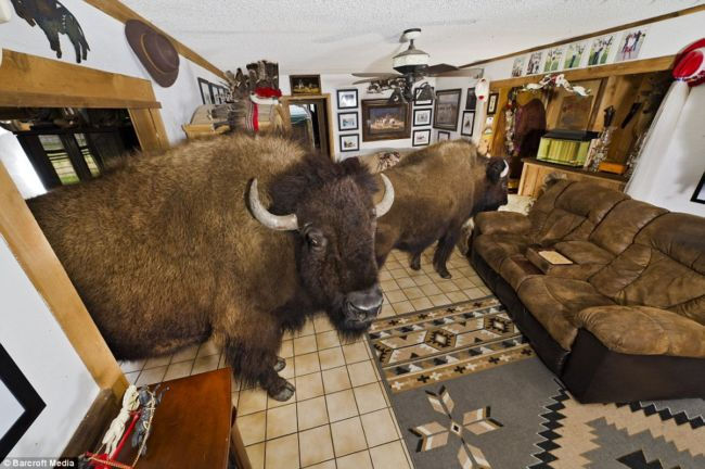 Дом, где живут ручные бизоны (США)
