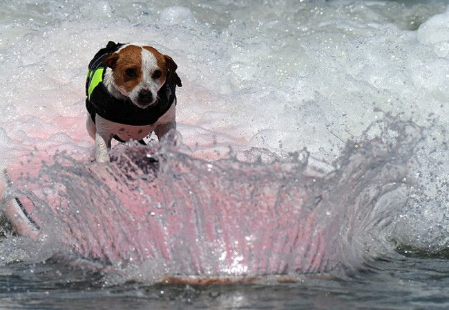 Шестой ежегодный конкурс собачьего серфинга (Америка)