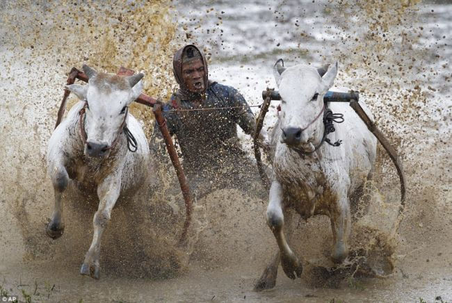 Гонки на бычьих упряжках 2012 (Индонезия)