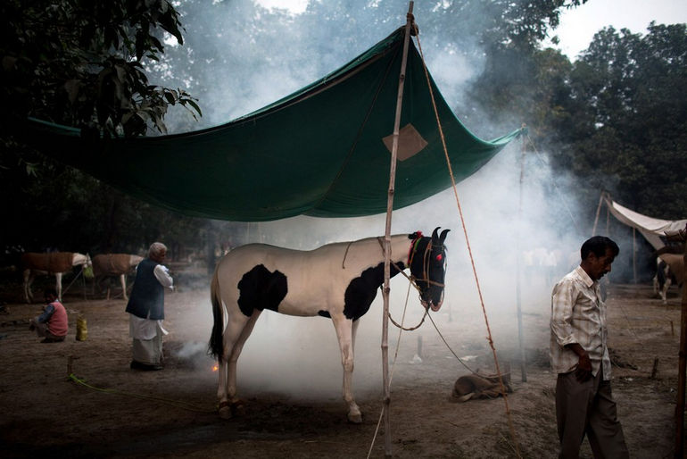 «Сонепур Мела»: традиционная ярмарка слонов в Индии