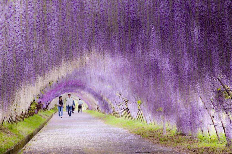 Цветочный рай парка Кавати Фудзи (Япония)