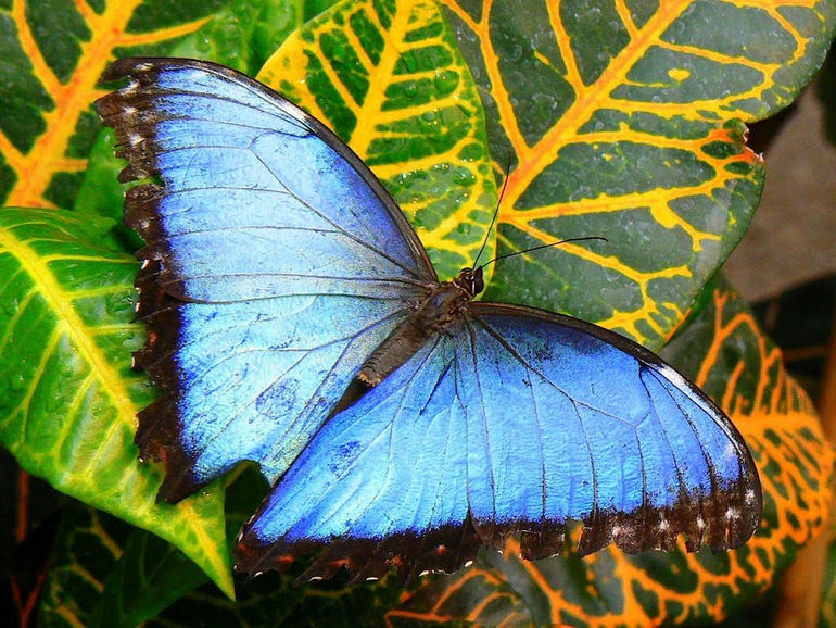 Музей бабочек в Вене: путешествие в мир прекрасных насекомых (Австрия)