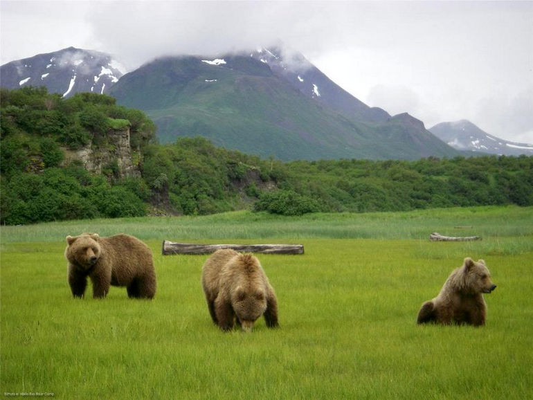 «Медвежий лагерь» на Аляске (США)